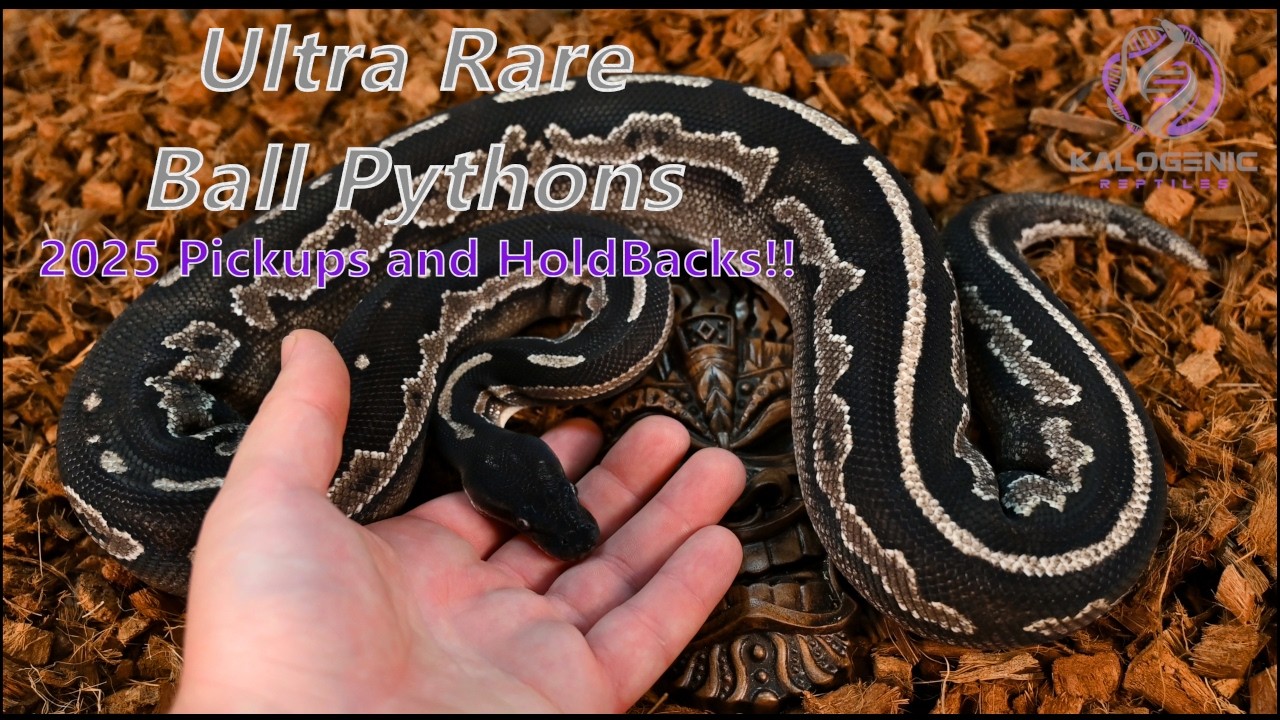 Exceptional Quality Added to The Collection- My 2025 Ball Python Pickups and Holdbacks