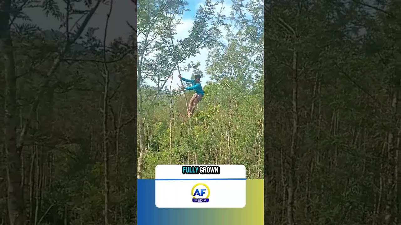 The man is like Tarzan, able to move from place to place above the trees.