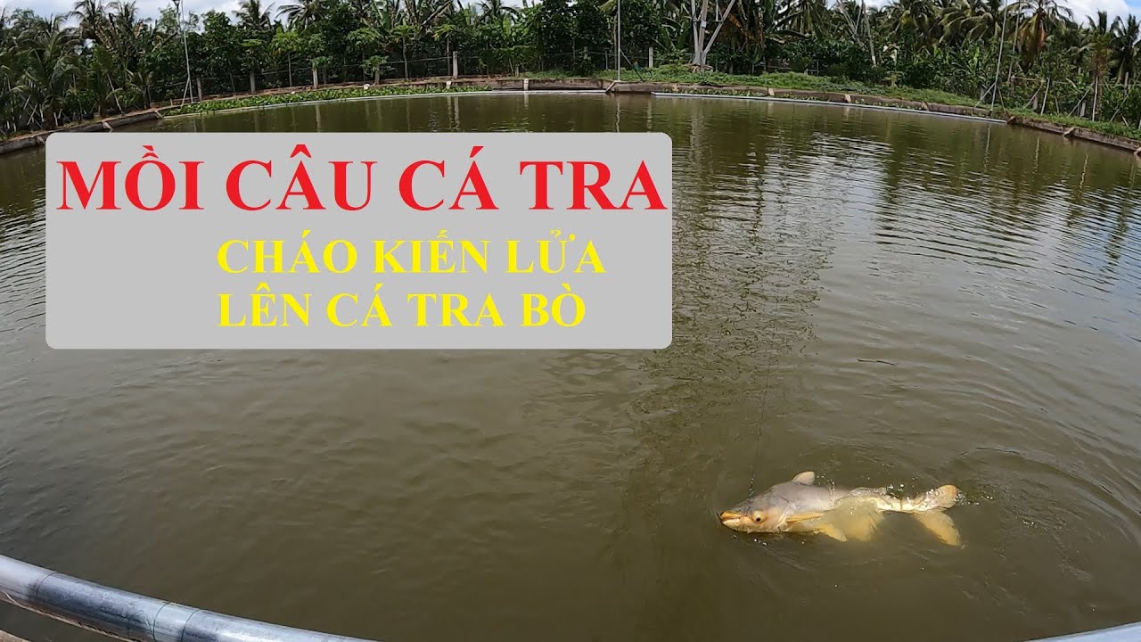 MỒI CÂU CÁ TRA CHÁO KIÊN LỬA CHUYÊN CÁ TRA ĐÃ BẮT ĐƯỢC CÁ TRA BÒ