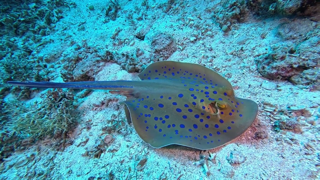 Diving the Red Sea on the Red Sea Aggressor 4