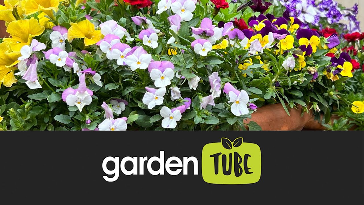 Freddie's Pansies And Violas For Winter And Spring Colour