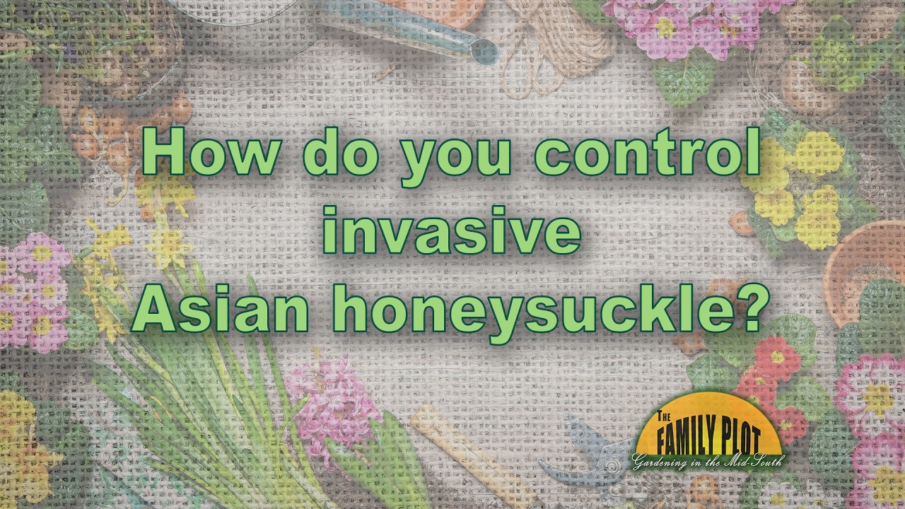 How do you control Asian honeysuckle?