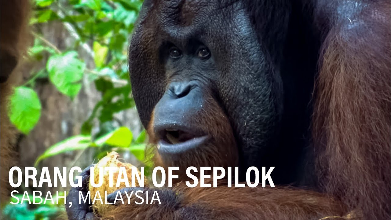 Sepilok Orang Utan Rehabilitation Centre, Sabah, Malaysia