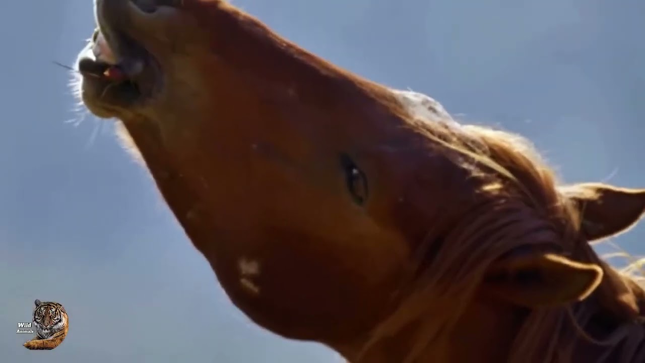 Mustang Horse Life Shirt Documentary Hindi, #wildanimals #wildlife #hindi