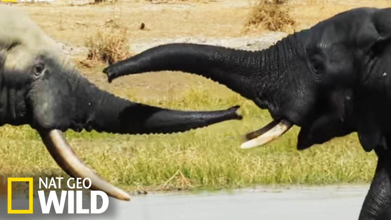 La trompe des éléphants