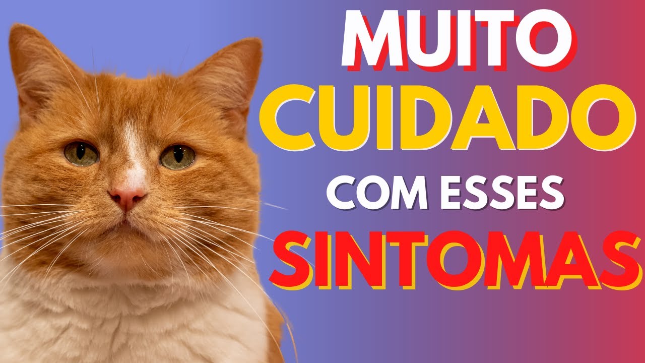 COMO OS GATOS DEMONSTRAM DOR - 10 Sinais que Indicam que Seu GATO ESTÁ COM DOR