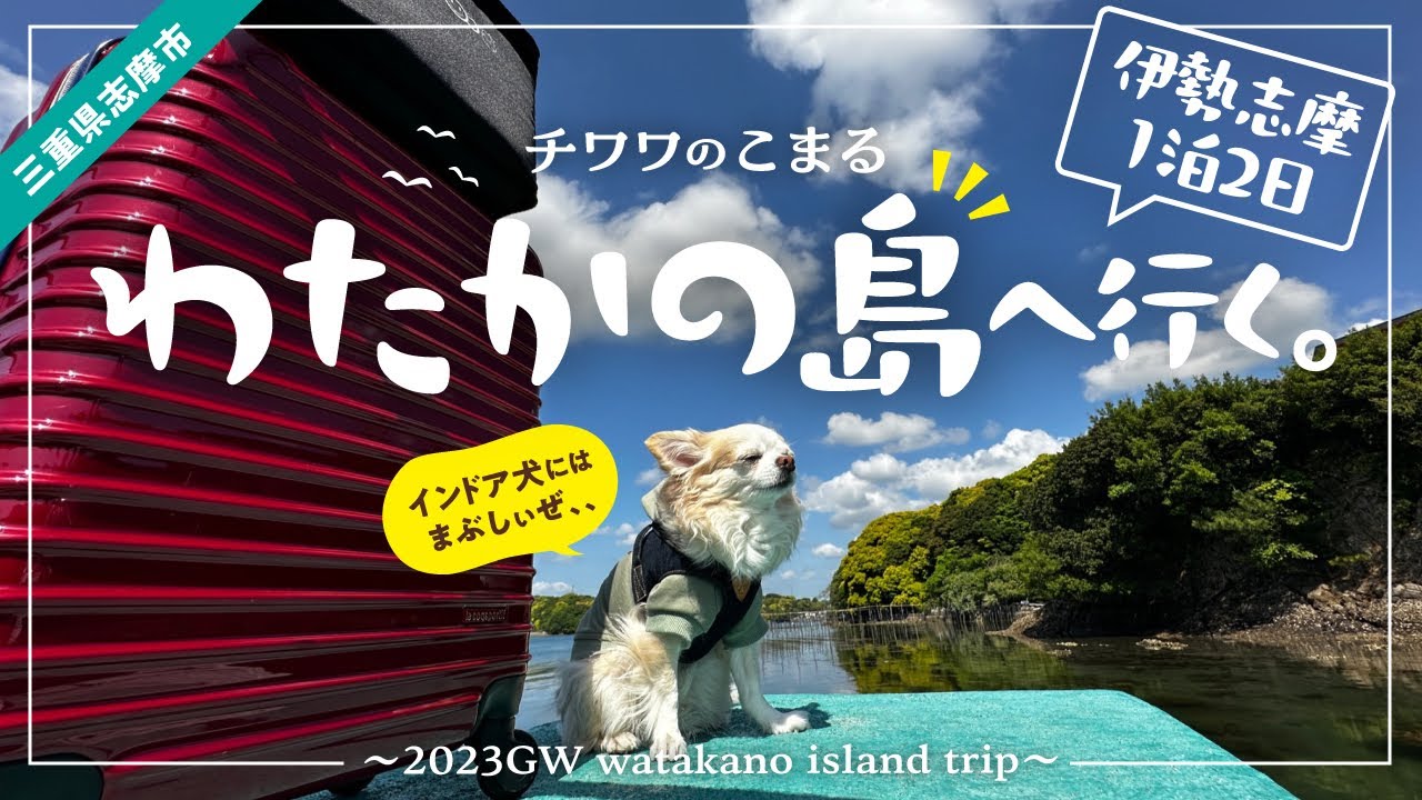 【犬と旅行】自然に癒されのんびり島旅＆釣り体験⭐︎チワワのこまる、わたかの島へ行く。(三重県志摩市)