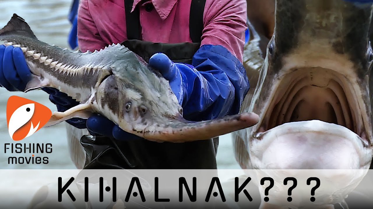 Kihalnak????
