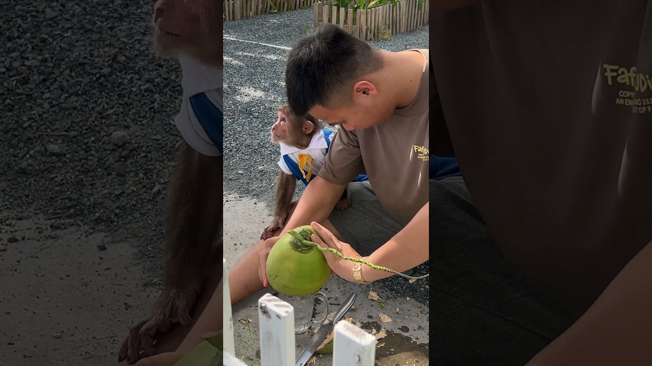 Cute Cutis is excited to drink coconut water #shortsvideo #cutis #monkey