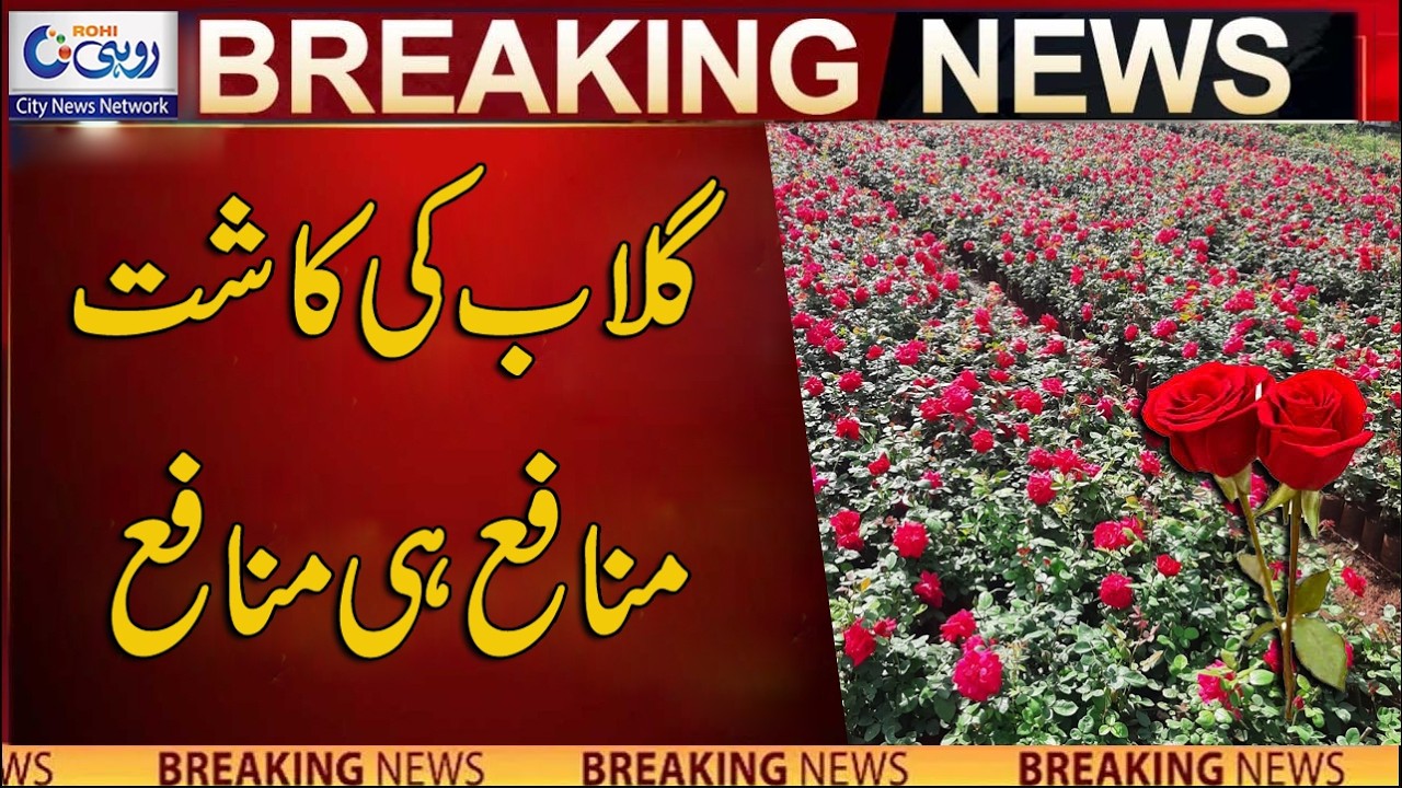 Rose Cultivation Is Highly Profitable | Breaking News | Rohi