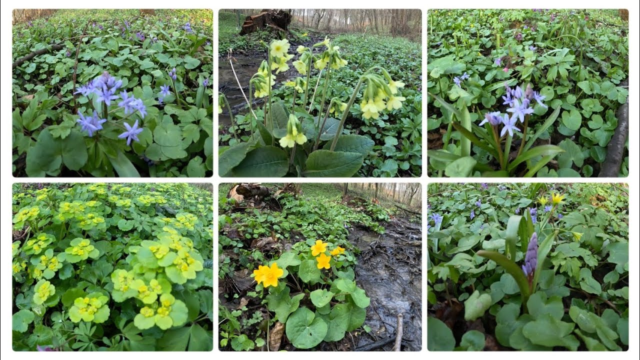 Naturalny ogród leśny, cebulice, śledzienice, miodunki, pierwiosnki, kaczeńce, czarka austriacka.