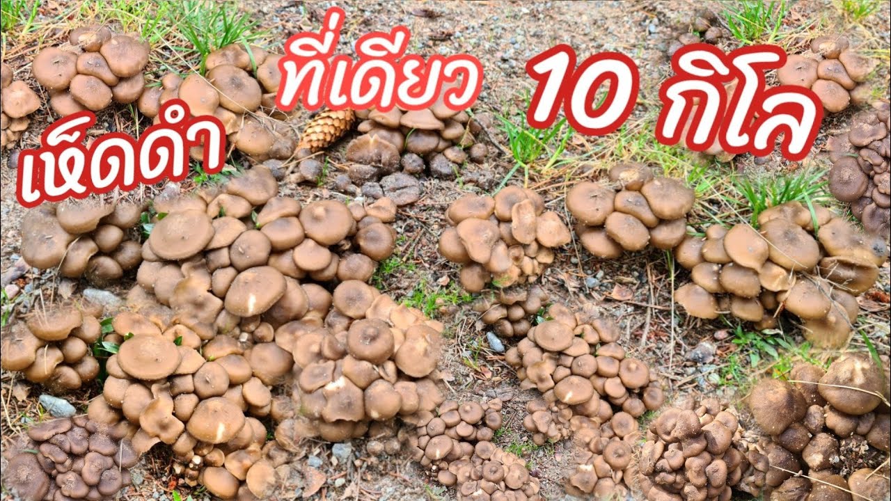 เก็บเห็ดดำหรือเห็ดไก่ทอดกลุ่มเดียว เป็น 10 กิโล‼️ Mörk tuvskivling หรือชื่อญี่ปุ่น Hatake Shimeji 😍