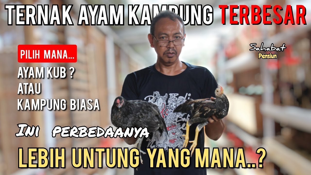 Perbedaan antara ayam kampung KUB dan Ayam kampung Biasa. Tips Untung. Wijoyo Farm Pati