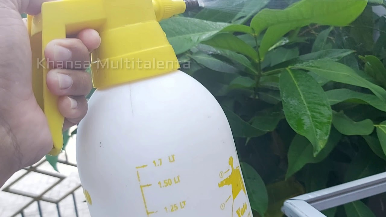 Perawatan Jambu Air Setelah Berbuah || Dalhari || Madu Deli Hijau