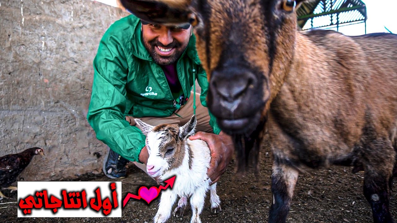 لون جديد من الماعز القزم في المزرعة🐐/ استحمام الكلب بيمبو🐕