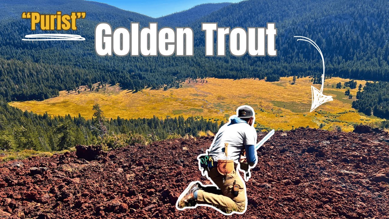 “Real” California Golden Trout of Volcani(C) Creek Part 2&1/2 | Fly Fishing Survey w/ CDFW | HTM E18