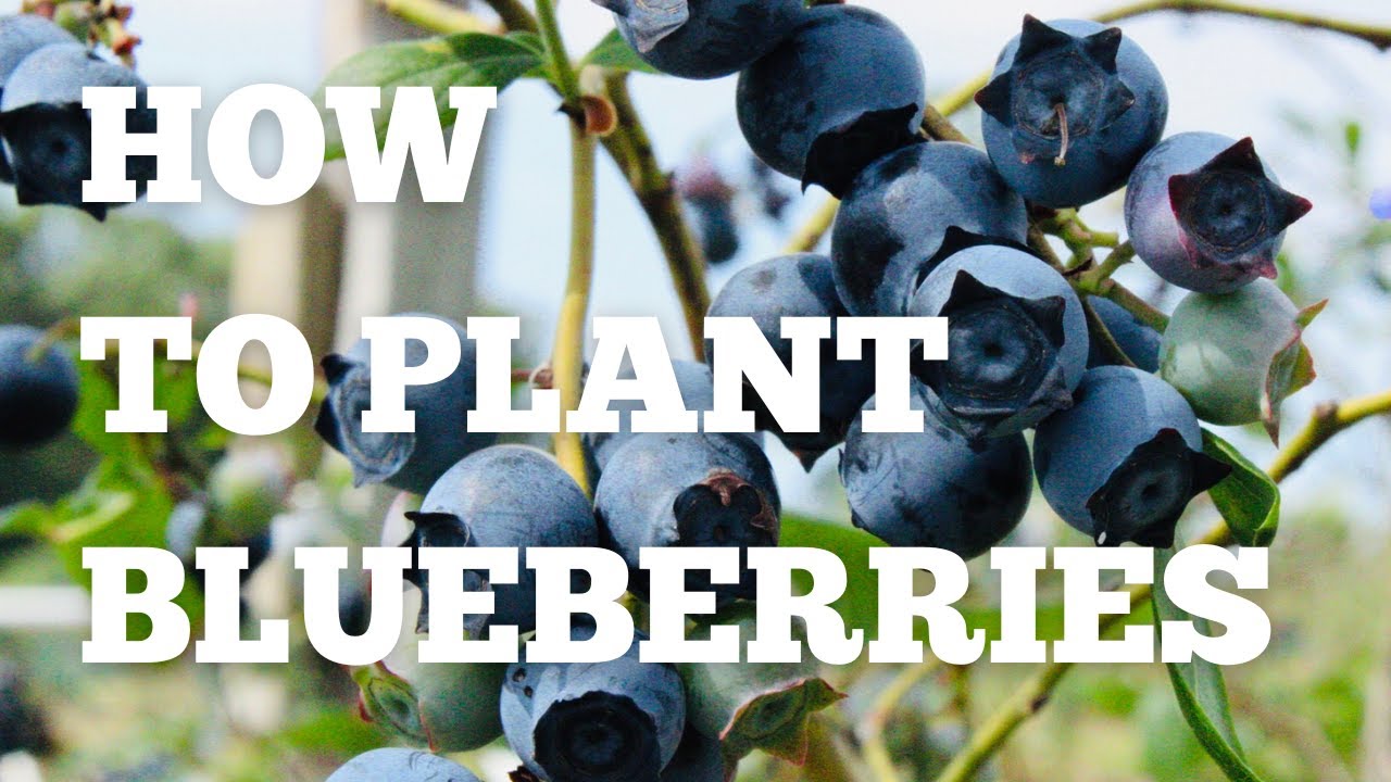 Blueberry Planting - How to plant blueberry bushes