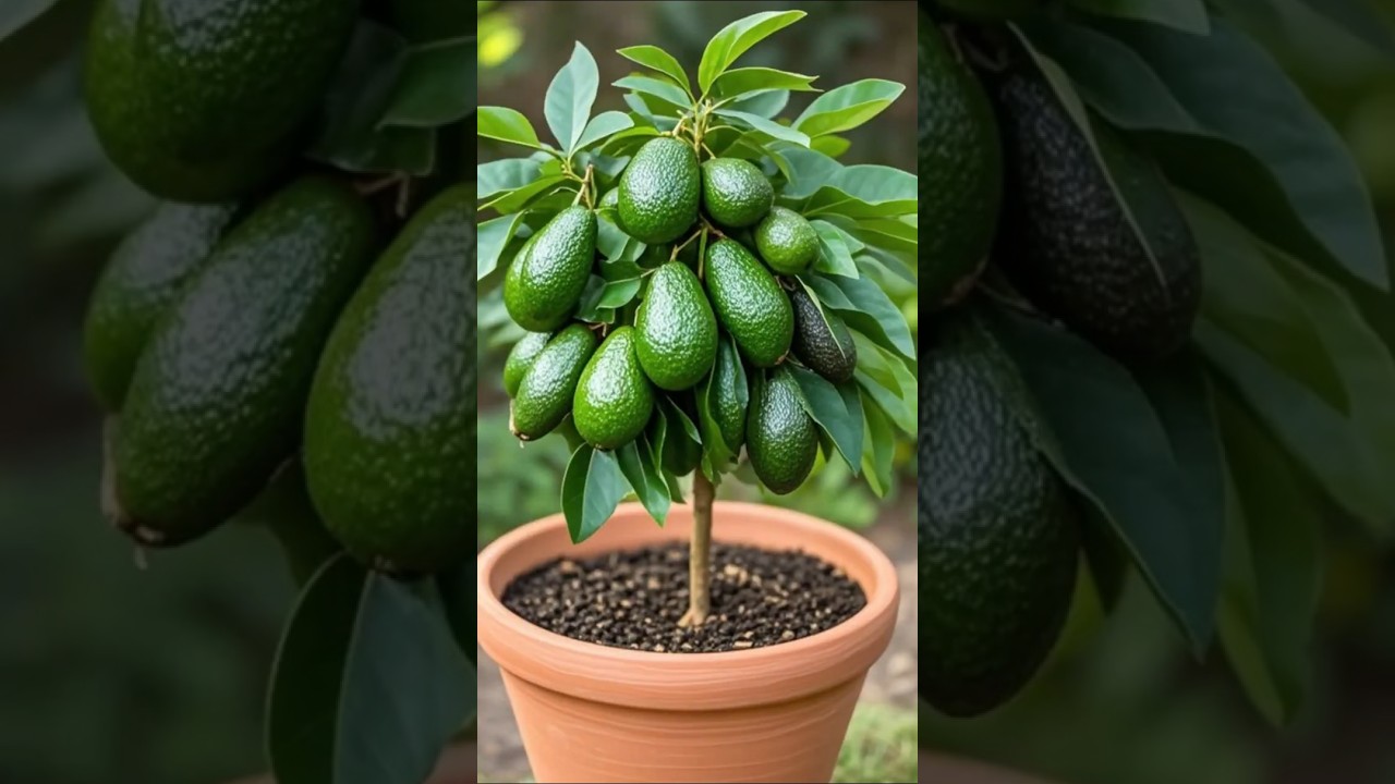 🌿Grow avocados super fast