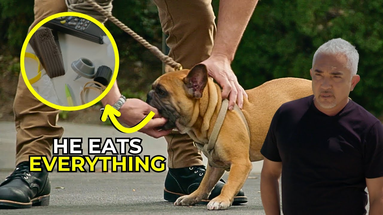 Why I Train Humans, Not Dogs | Better Human Better Dog | S03E03