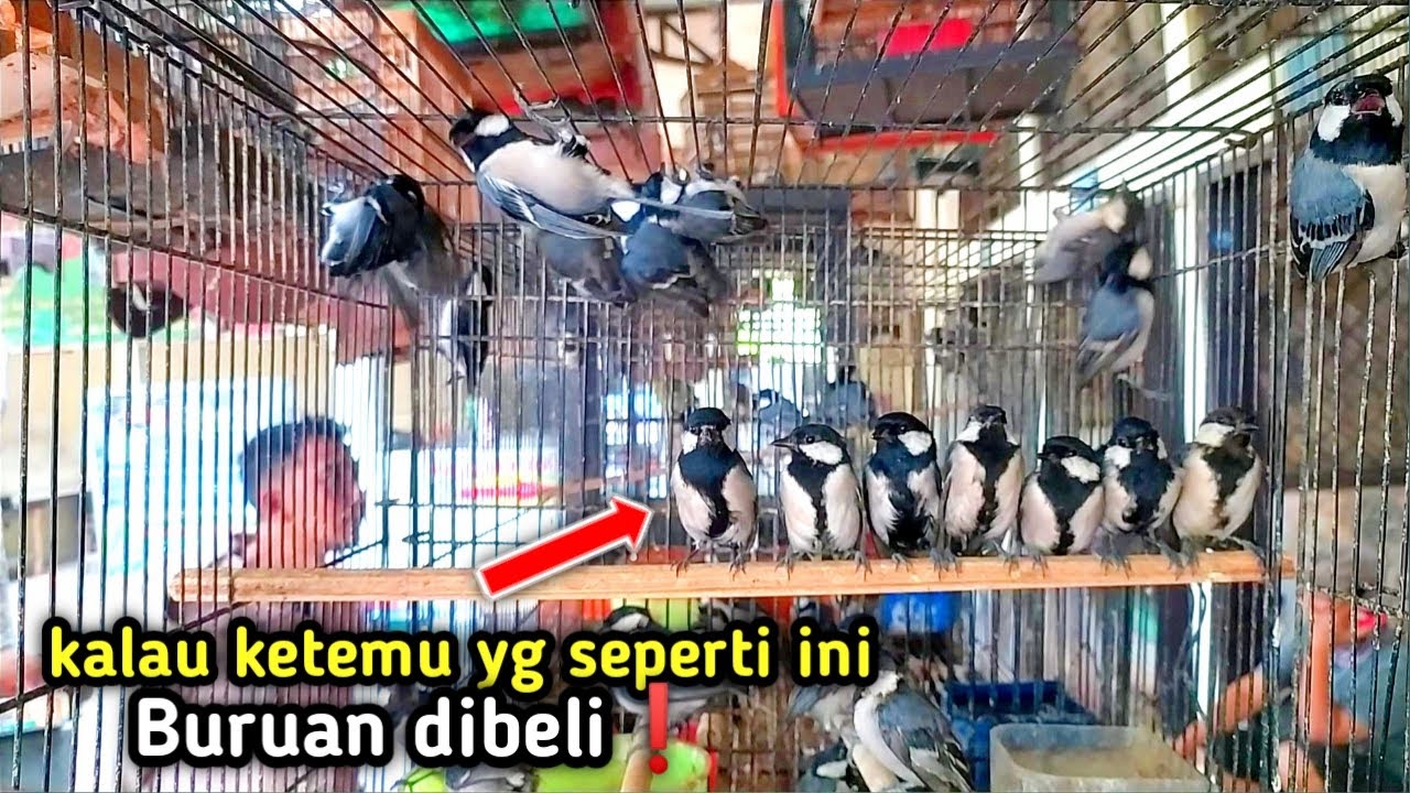 Cara Ngombyok Gelatik wingko supaya dapet yang wucit panjang dan prospek