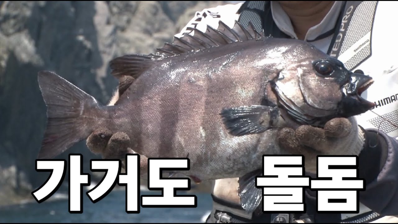 돌돔축제가 벌어진 가거도 갯바위(2013) #이택상프로 #돌돔낚시