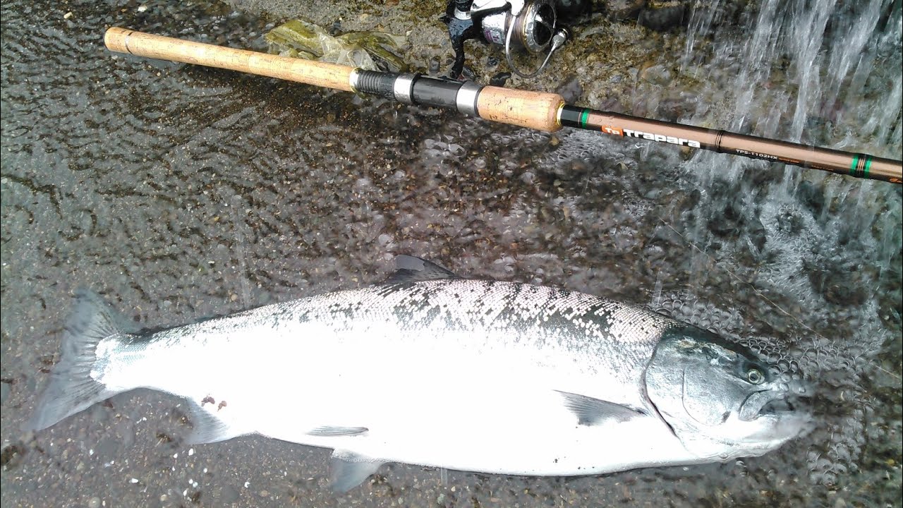 海サクラ 青森日本海 冬のサーフフィッシング #サクラマス #青森釣り #青森 #海サクラ #サーフ #釣り #日本海 #nature  #fishing #sea