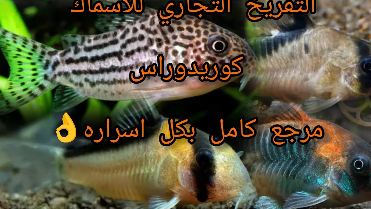 التفريخ التجاري لأسماك الكات فيش بكل اسراره 😱😱الحلقه الاولي 🥰