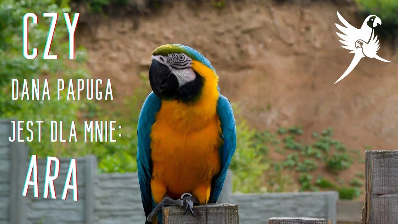 Czy dana papuga jest dla mnie: Ara  | www.parrotplanet.pl