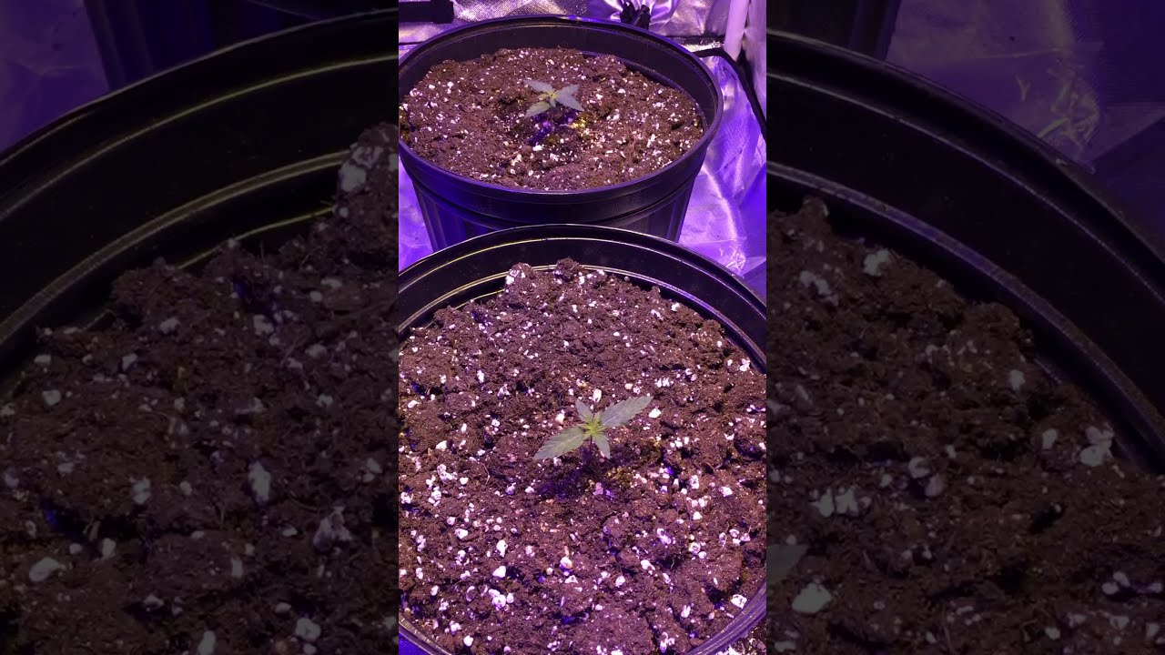 Crop king white widow auto flower week 8 and week 1