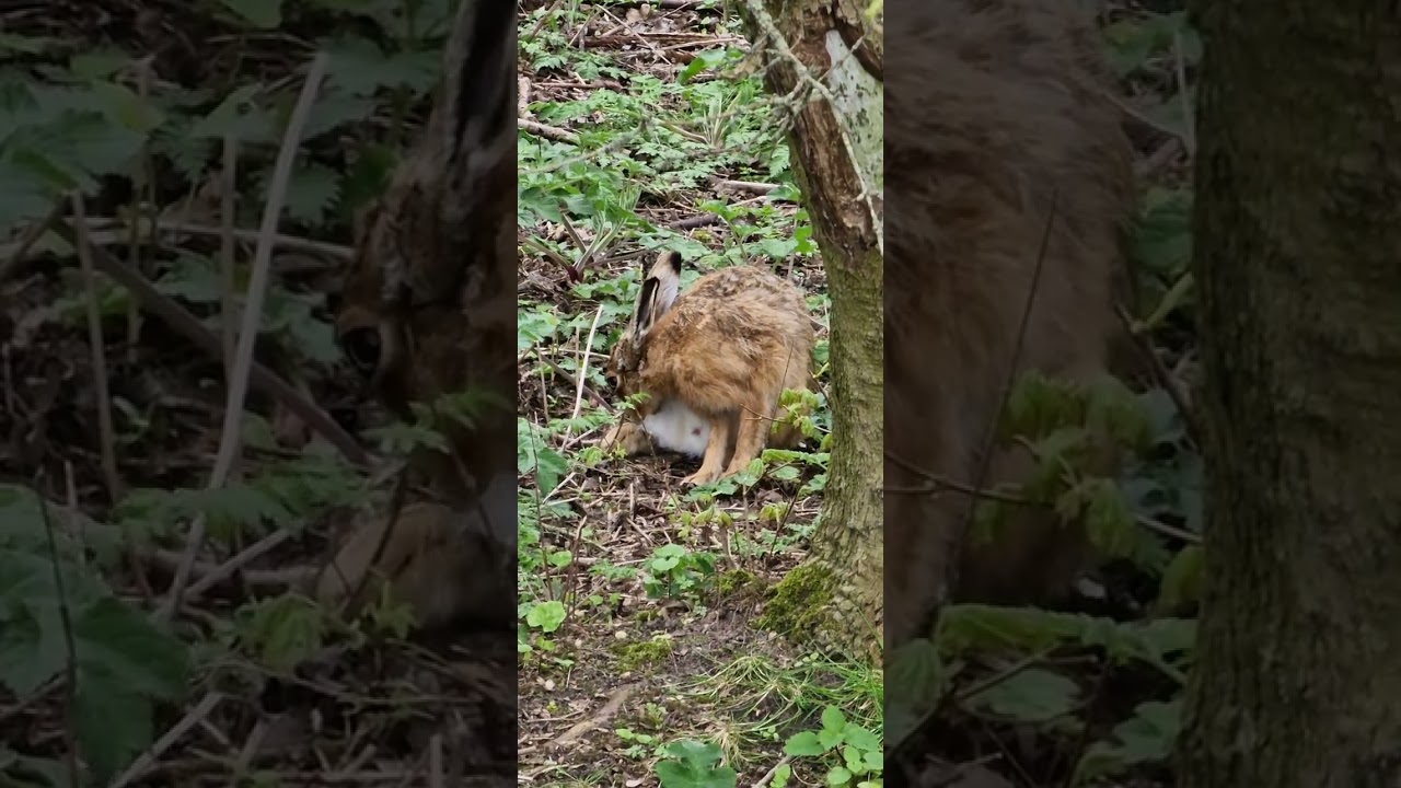 brown hare, grooming stretching full video.