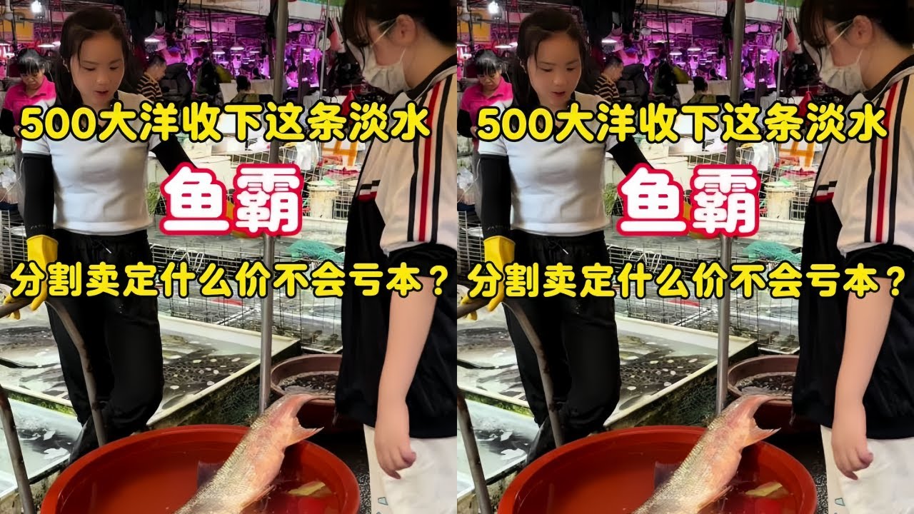 花500大洋收下淡水鱼霸，分割卖定什么价不会亏本？