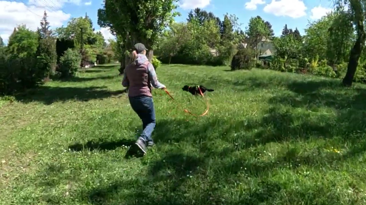 K9 Mantrailing - Maci, a labi: csak boldogan! :)