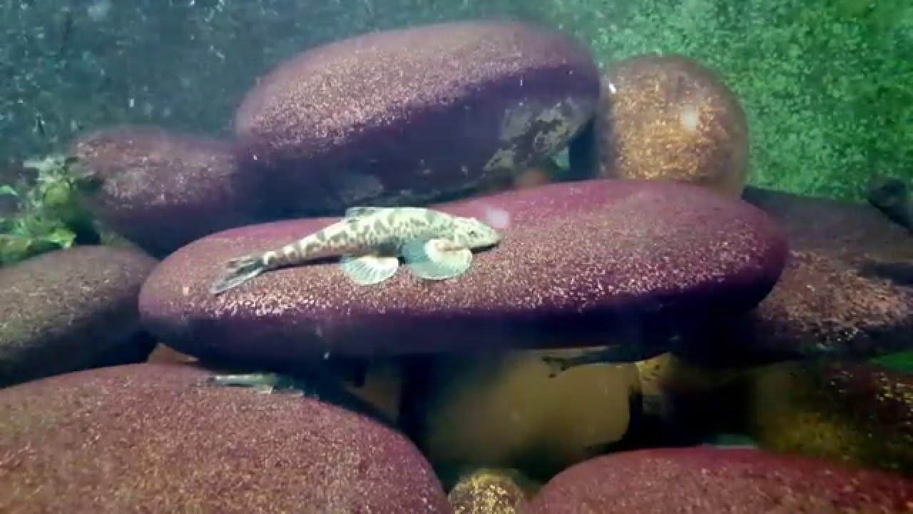 Balitora mysorensis [Watch in HD]