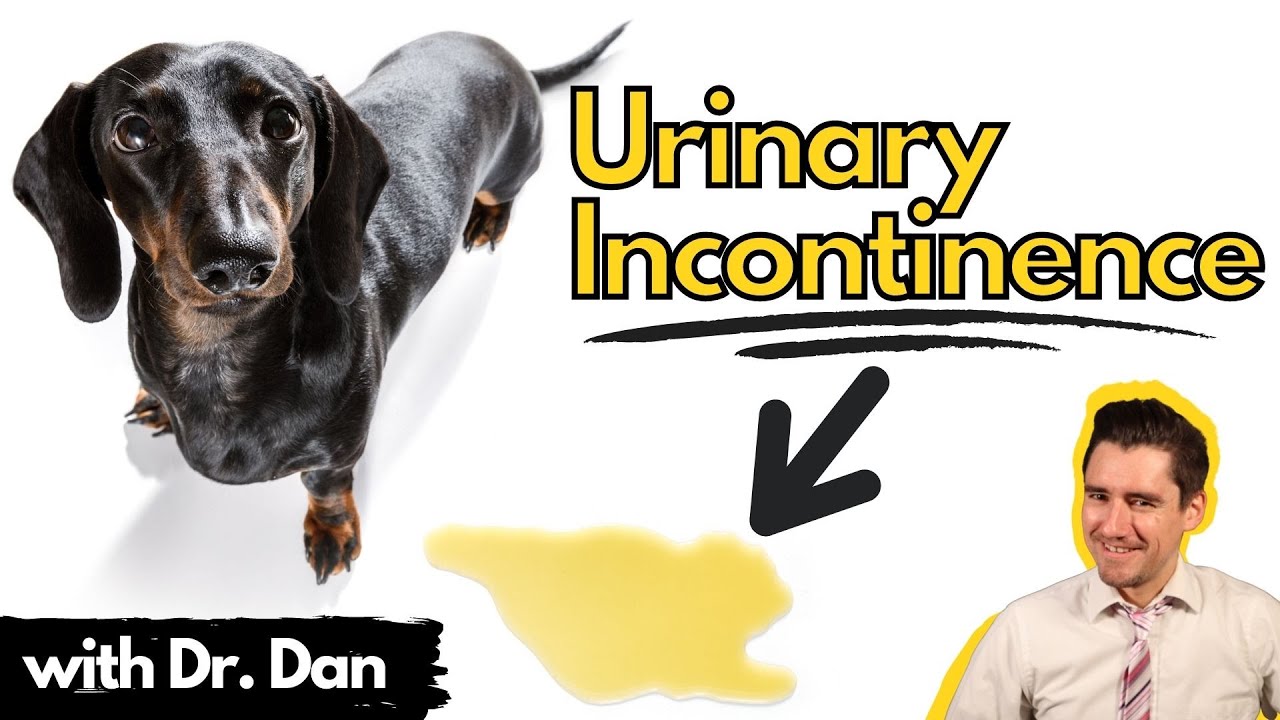 Urinary Incontinence in the dog.  How your veterinarian may treat your dog.