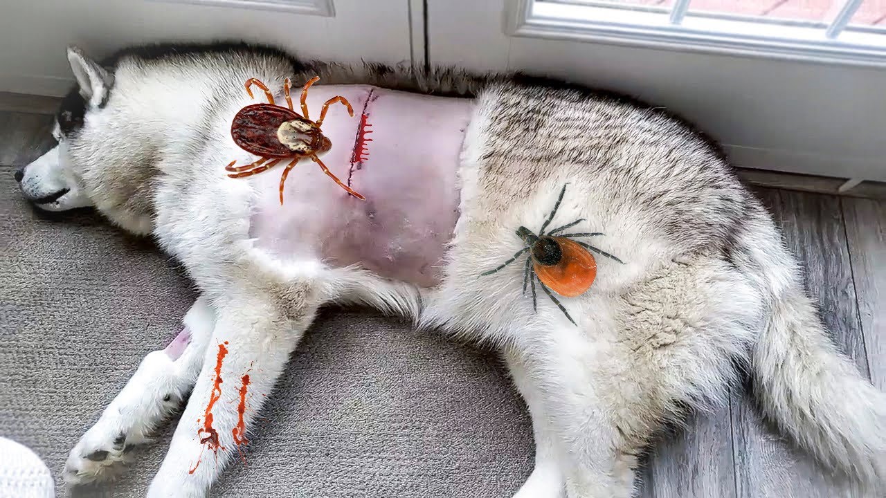 БЕДА У СОБАКИ ПЕРЕЛИВАНИЕ КРОВИ / Клещ укусил Майка