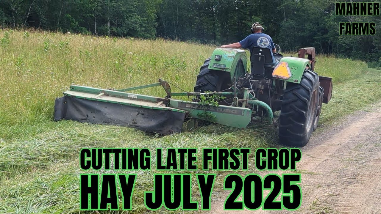 Cutting Late First Crop Hay 2025 | Deutz D 6806 & SM45 Disc Mower