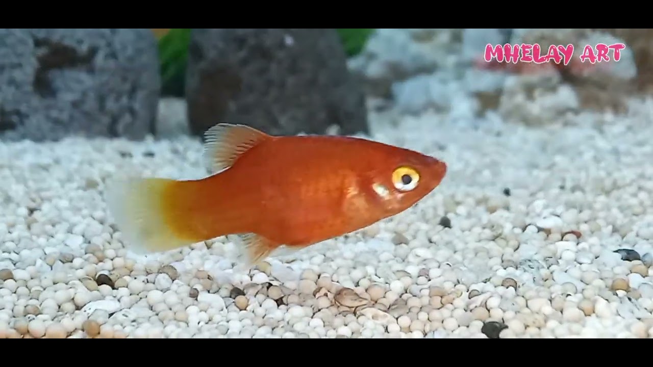 AQUASCAPE SEDERHANA || BERKARYA DLM MEMBUAT TEMA IKAN SEPERTI DI HABITAT ASLINYA DENGAN CARA SENDIRI