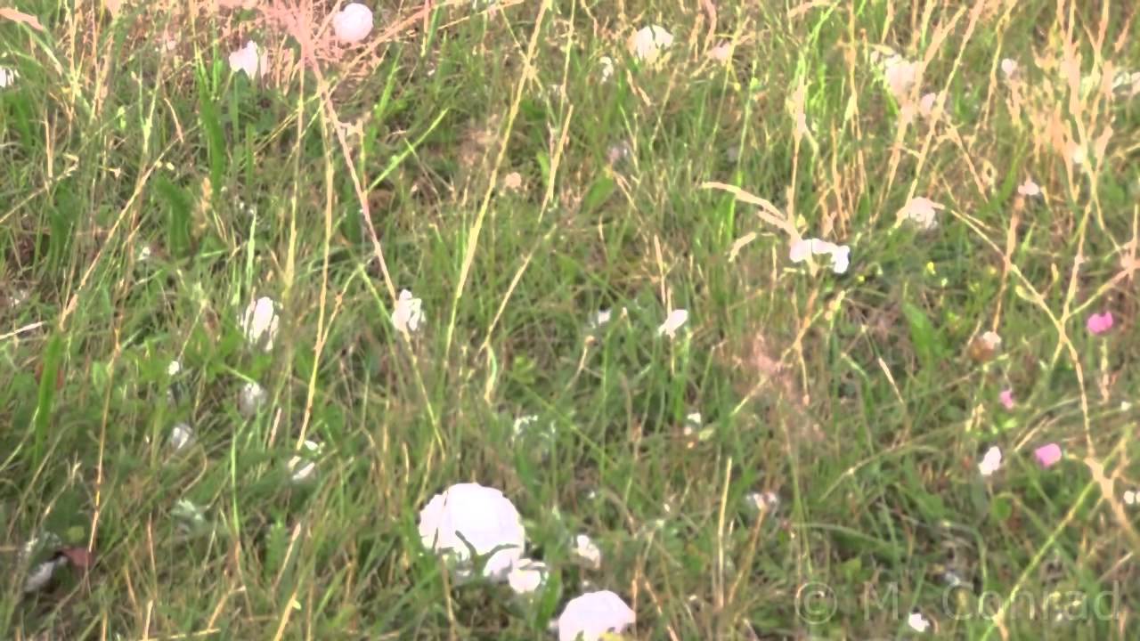 06/30/2012 - Very large hail in southern Germany near Feuchtwangen