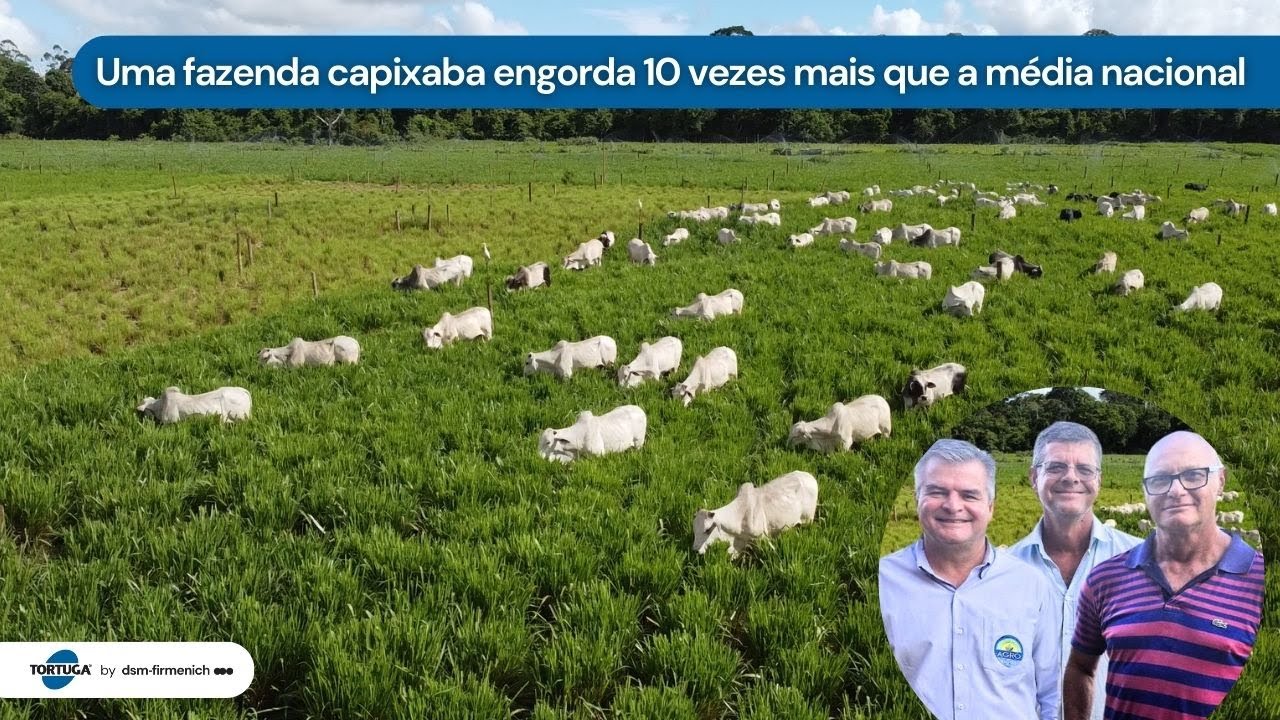 Uma fazenda capixaba engorda 10 vezes mais que a média nacional | Noticiário Tortuga