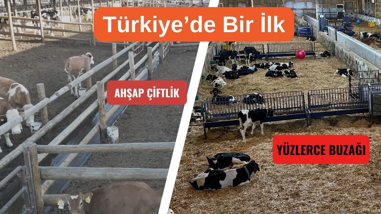 Türkiye de Bir İlk | Full Ahşap Çiftlik | Buzağı Fabrikası