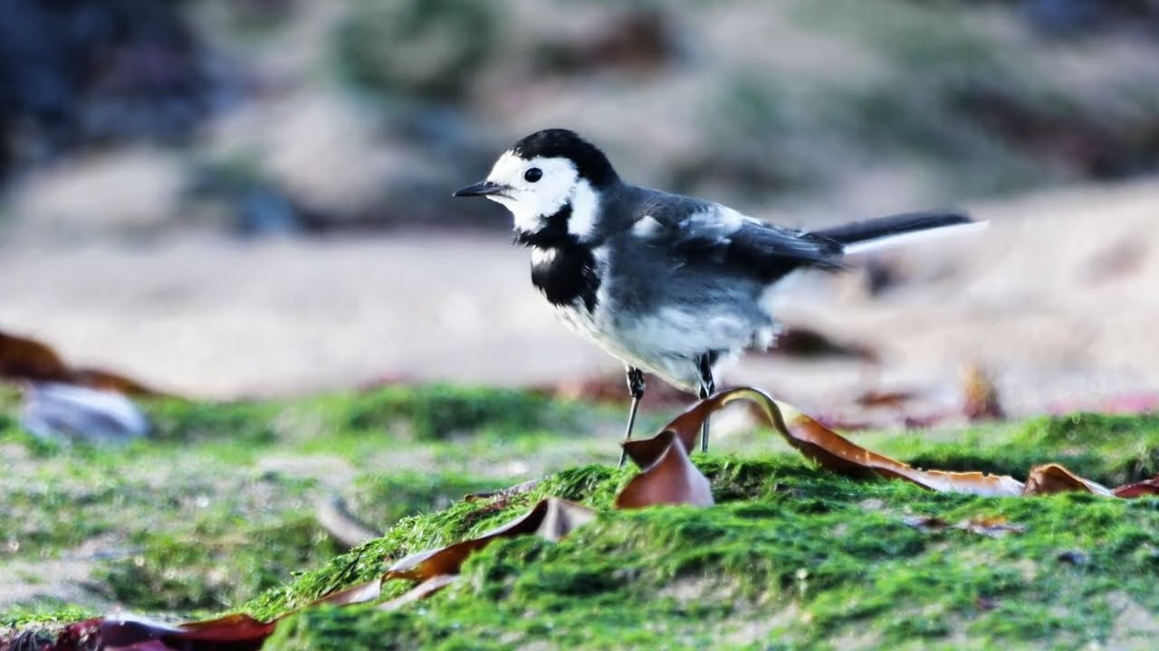 Pied Wagtail Preening