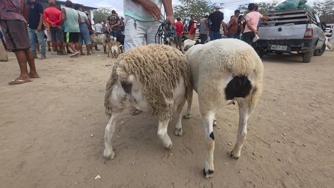 FEIRA DE ANIMAIS DE S.C.C-PE 02/02/2026