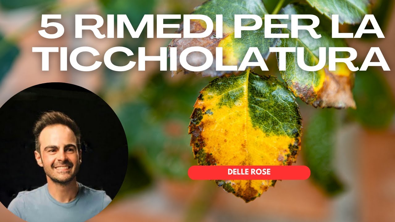Ticchiolatura Rosa: 5 RIMEDI FAI DA TE ESSENZIALI per debellarla!
