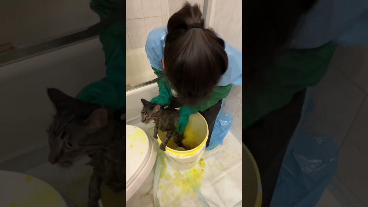 Ringworm Treatment for Foster Cat