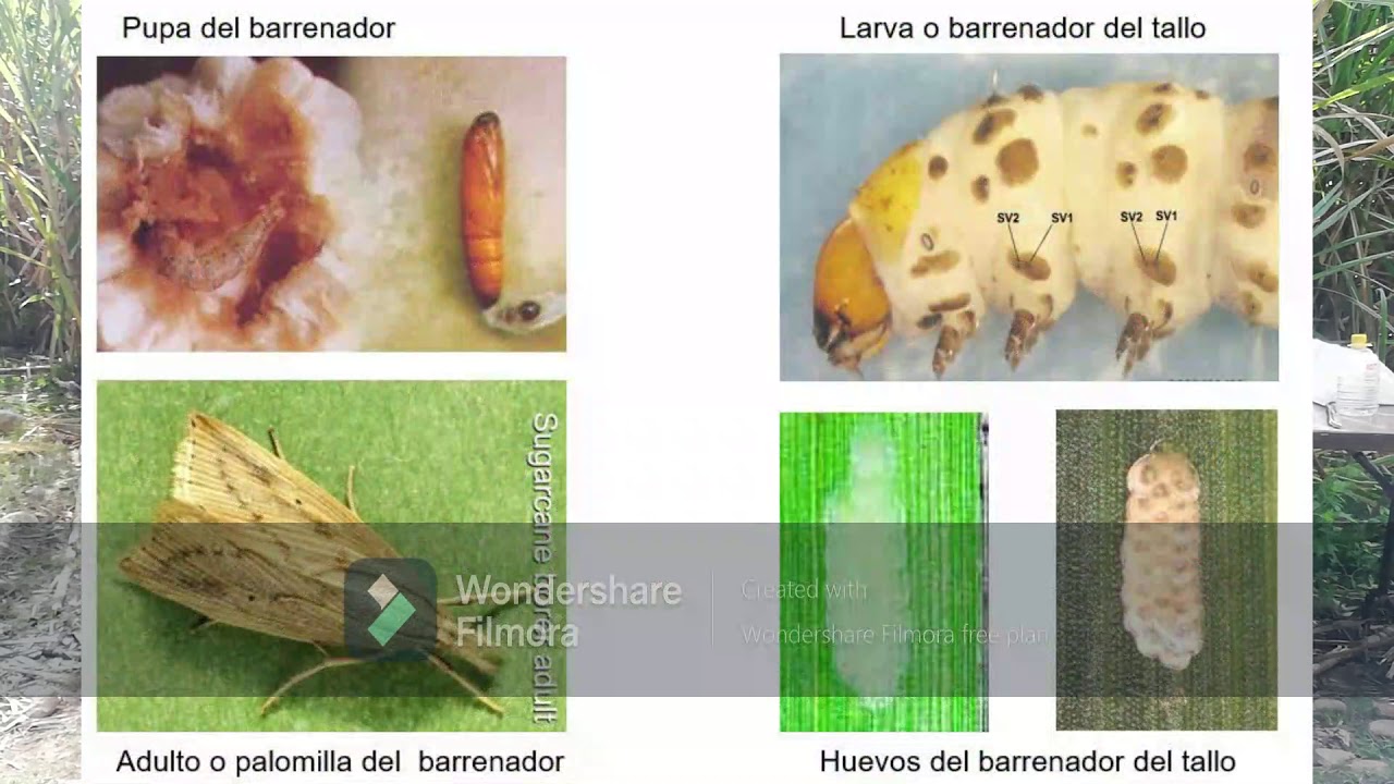 Control Biológico de Mosca Pinta y Barrenador en Caña de Azúcar