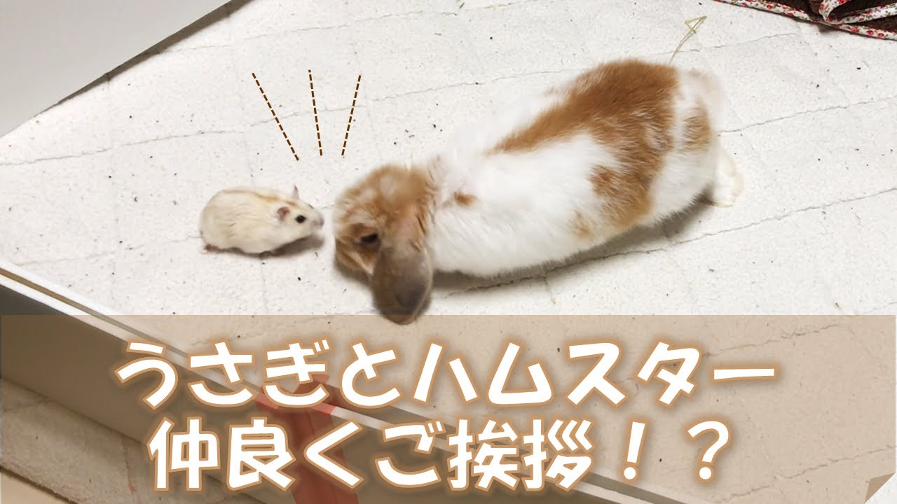 ホーランドロップとハムスターのご対面です！！【垂れ耳うさぎのまったりチャンネル】