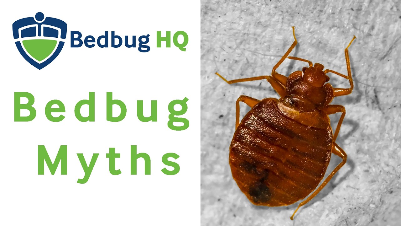 Do Bed Bugs Fly or Jump? Bed Bug Myths That Waste Your Money
