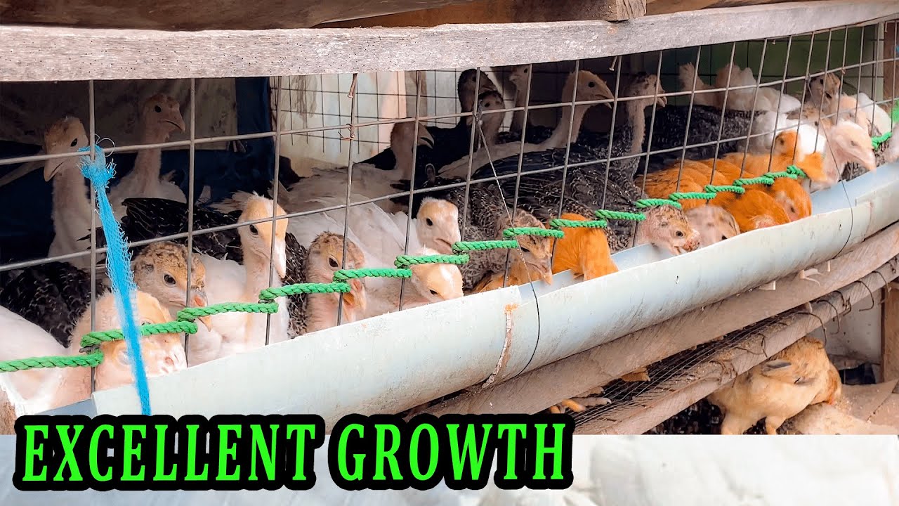 STOP Wasting Your Poultry Feed, Do This Instead