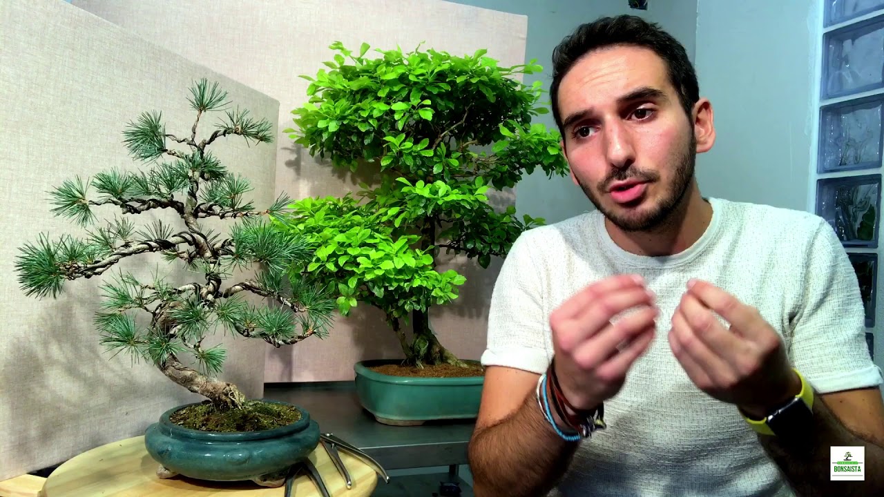 Avvolgimento Pino Pentaphilla