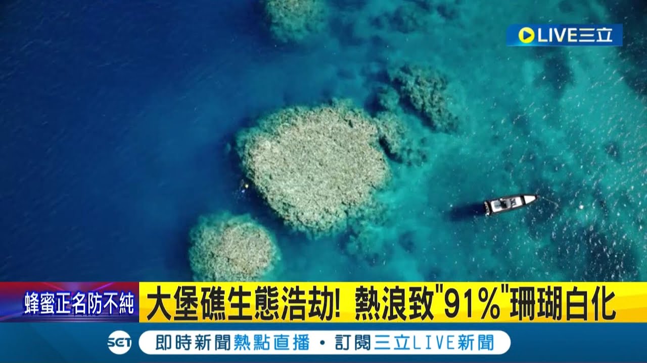 6年內4次大規模白化！大堡礁熱浪致91%珊瑚白化 海底生態亮紅燈 │記者 向敦維│【國際大現場】20220511│三立新聞台